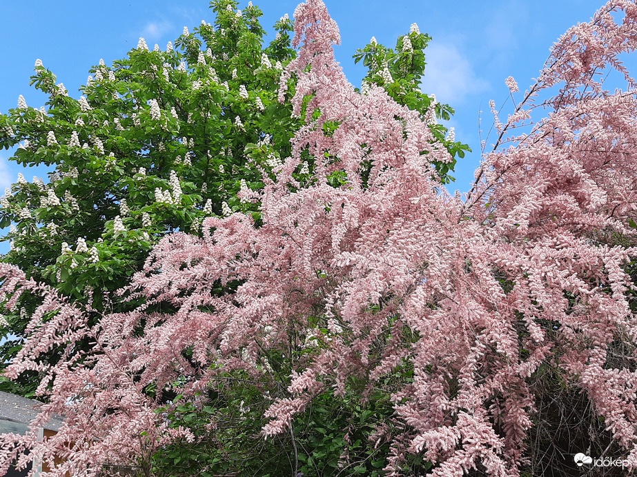 Gesztenye és tamariska