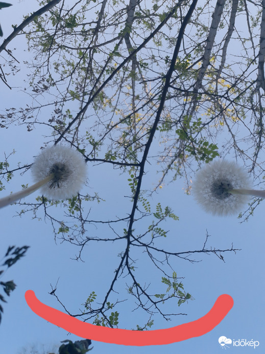 Jókedvű gyermekláncfű 