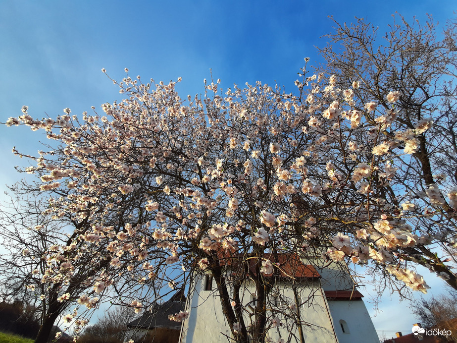 Virágzó mandulafa