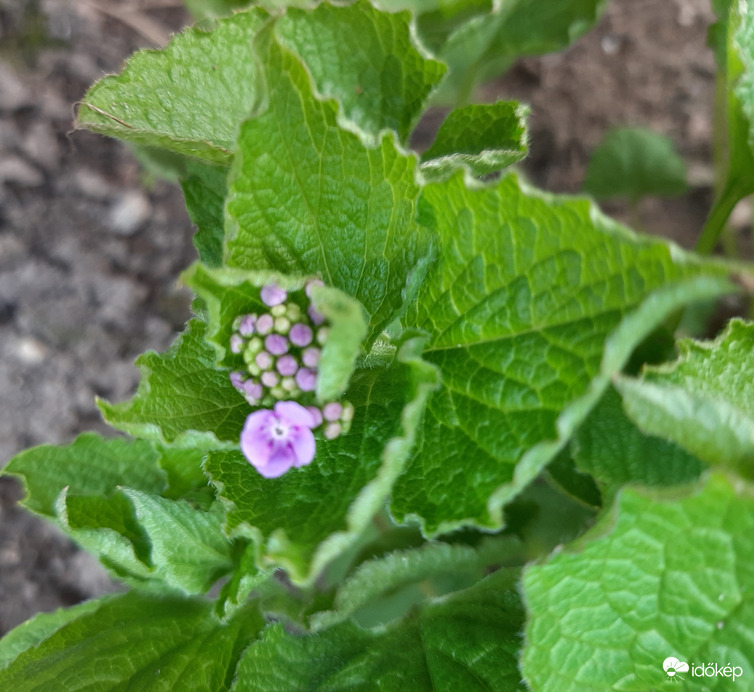 Kukucskál a nefelejcs 