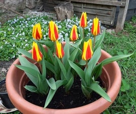 Decemberben ültetett tulipánjaim