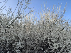 Virágözön