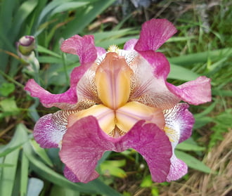 Szimmetria 