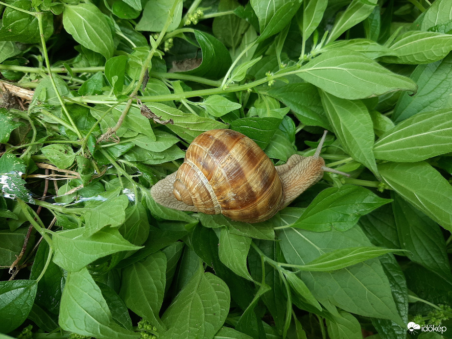 A kockás a divat