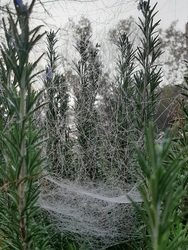 Pókok titkos élete