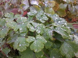 Köd előttem, köd mögöttem