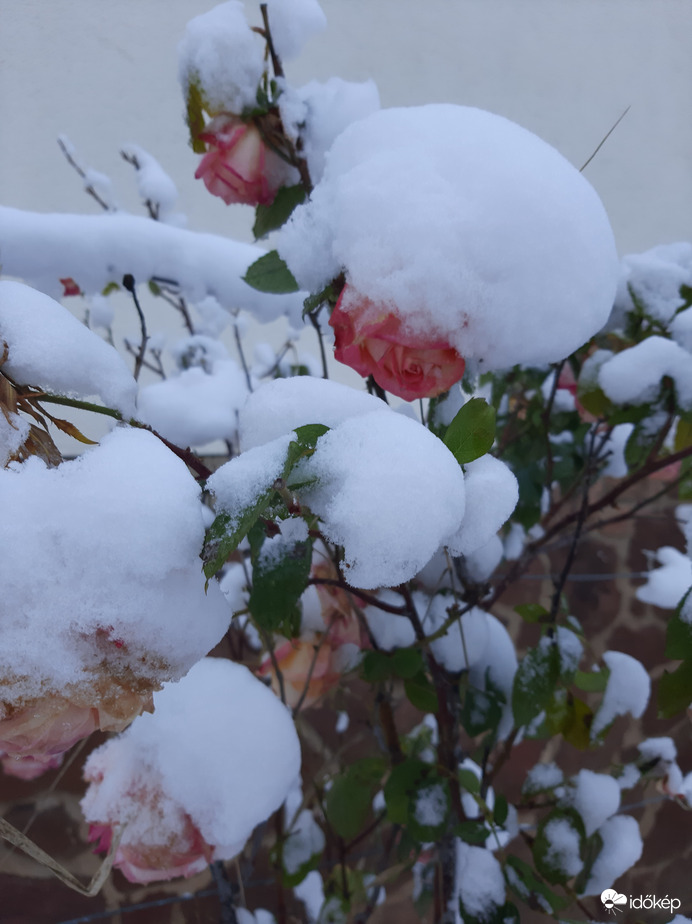 Rózsák hókucsmában