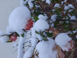 Rózsák hókucsmában