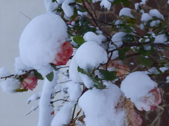 Rózsák hókucsmában