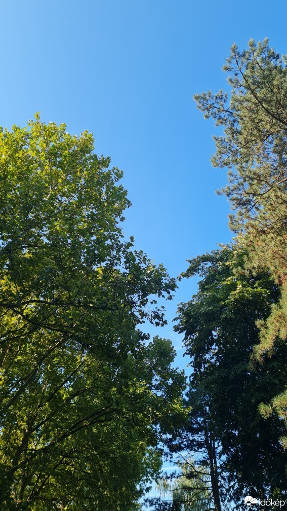 Algyő