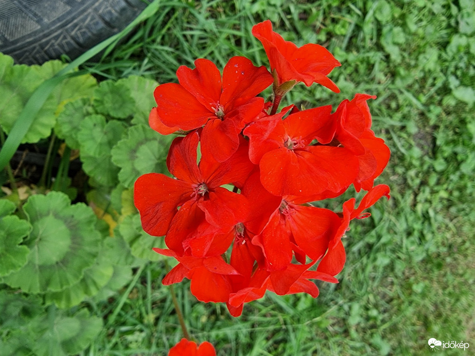 Buják