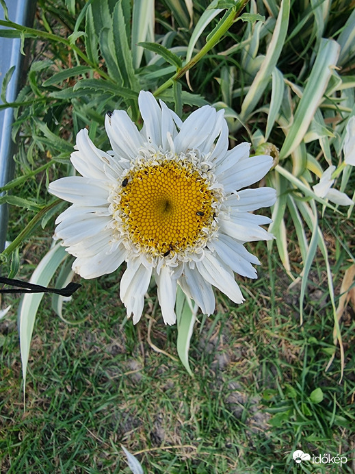 Buják
