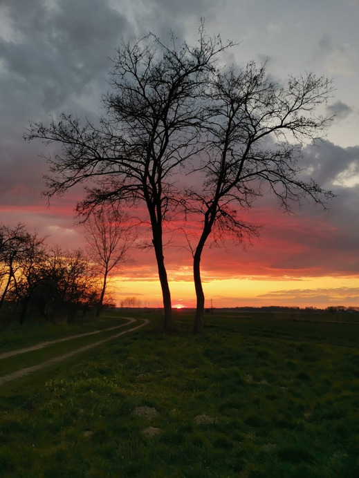 Tiszaszőlős