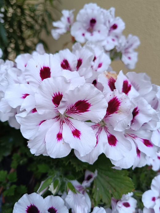Tiszaszőlős