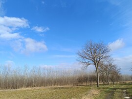 Tiszaszőlős