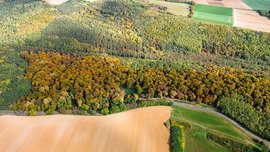 Fényben fürdő erdő