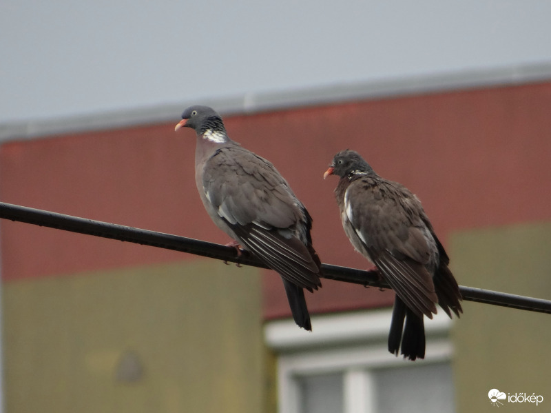 Szárítkozó örvös galambok 