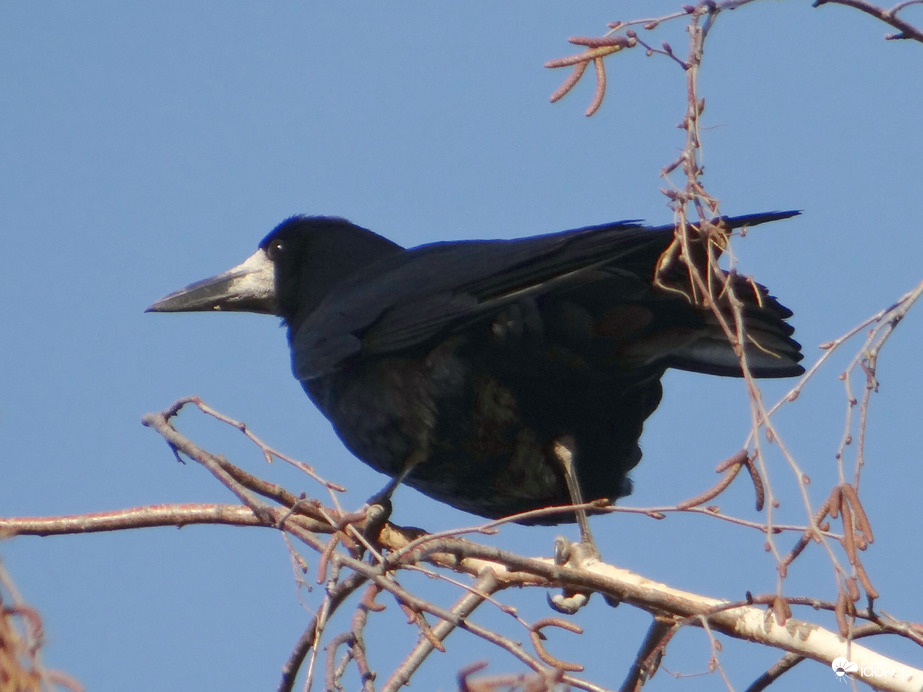 Varjú 