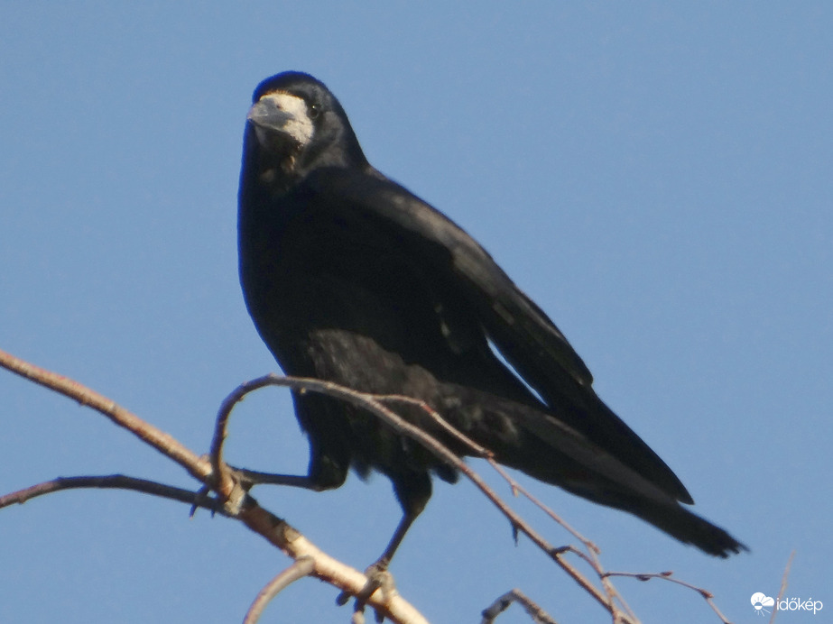 Varjú 