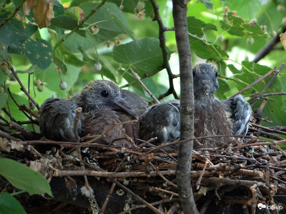 Az örvösgalambok már a második költésnél tartanak az elsőket valamilyen ragadozó elvitte 