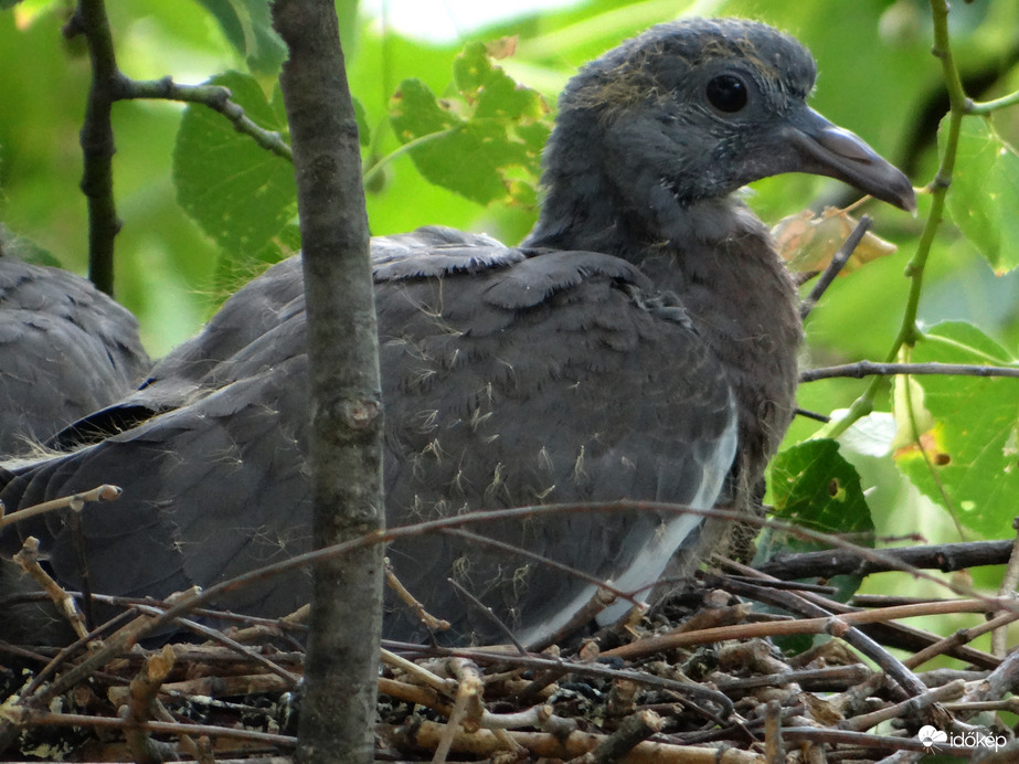Az örvösgalambok már a második költésnél tartanak az elsőket valamilyen ragadozó elvitte 