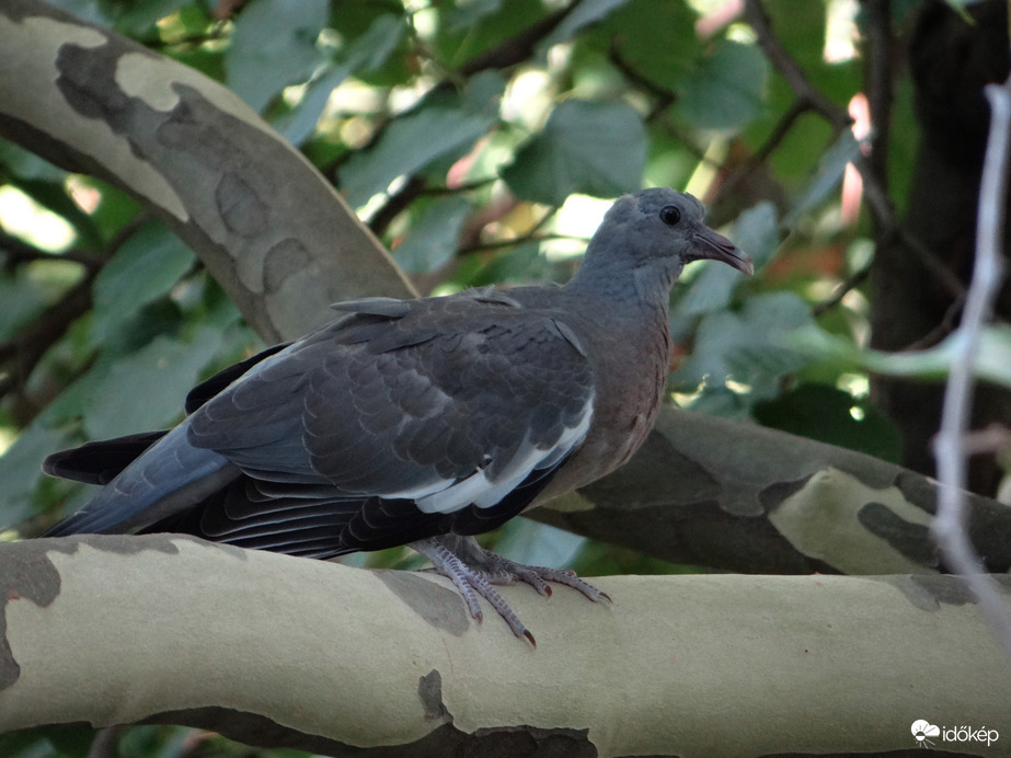 Platánfán hűsölő örvösgalamb fióka 