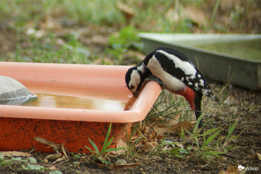 Nemrég még szomjaztak a madarak 