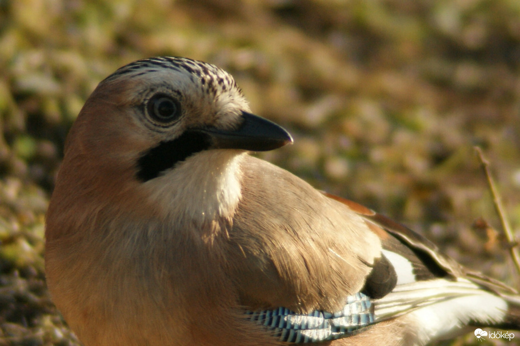 Szajkó 
