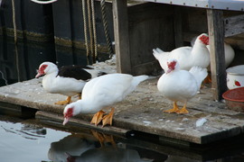 Horvátország Malinska kikötő néma kacsák 
