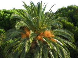Pula kikötő melletti park 