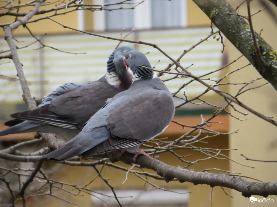Örvös galambok
