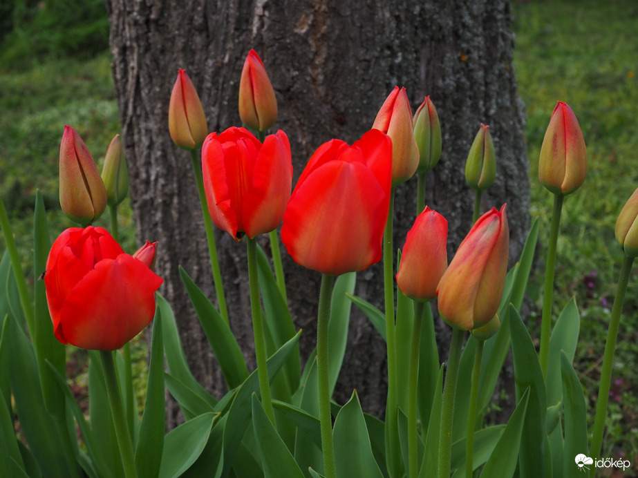 Tulipán csokor 