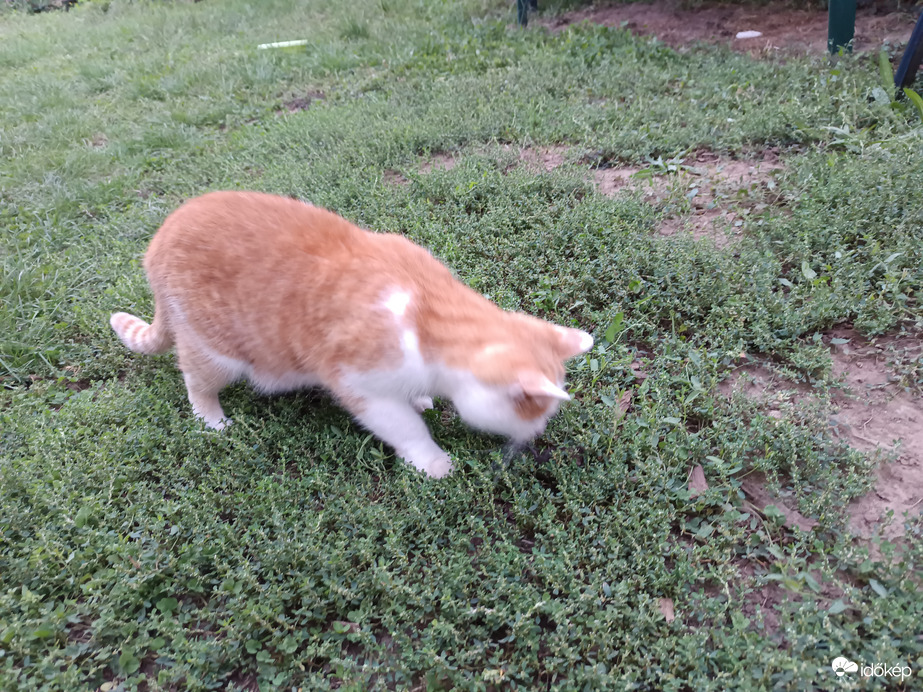 Macska!