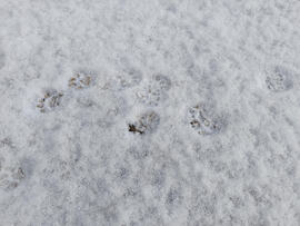 Macskanyomok a hóban!