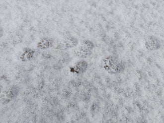 Macskanyomok a hóban!