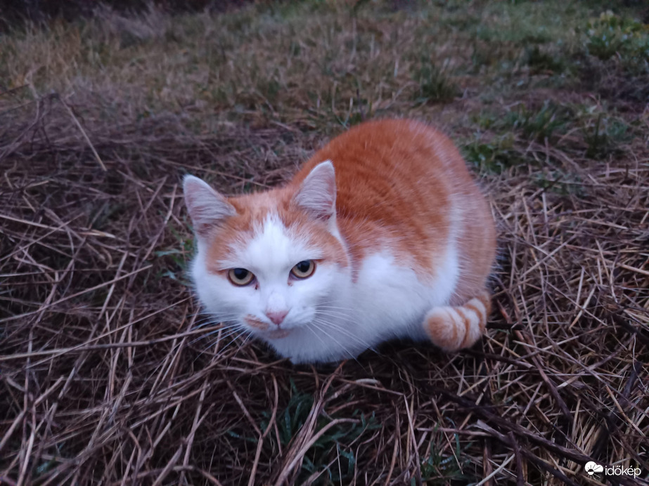 Maszat ül a fűben!