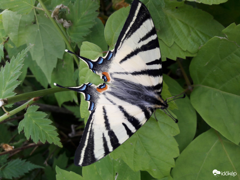 Iphiclides podalirius-kardfarkú pillangó