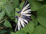 Iphiclides podalirius-kardfarkú pillangó