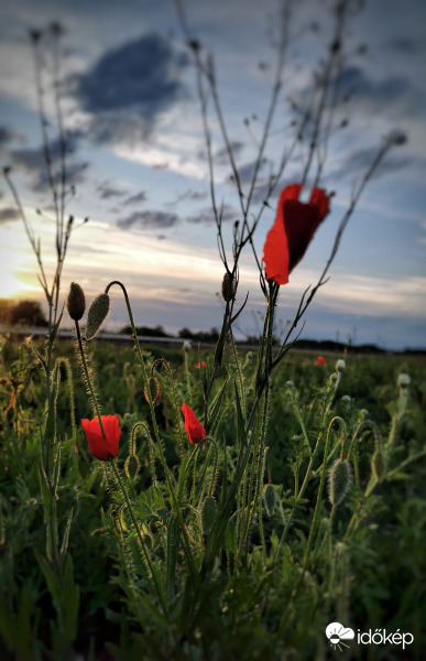 Ma esti pipacs