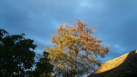 Kacsóta