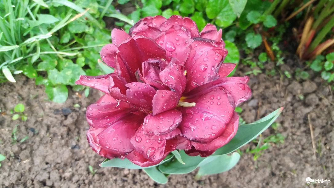 Eső után...