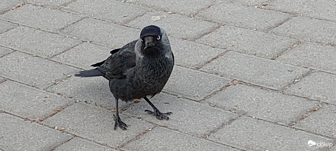 Pécs