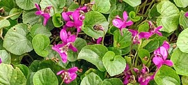Kacsóta