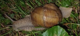 Kacsóta