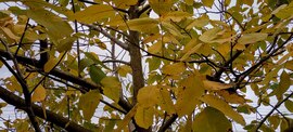 Aranysárga levelek...