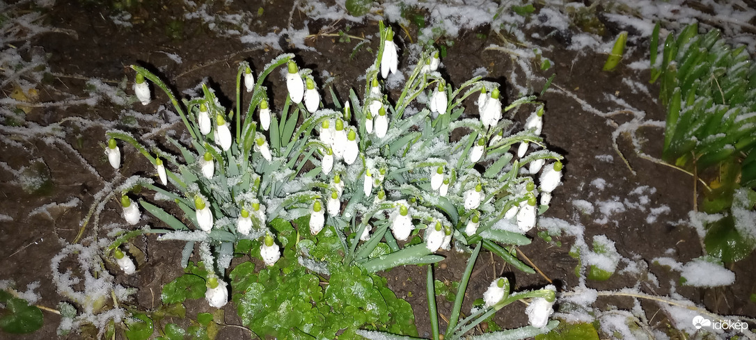 Hóvirágok havasan... :)