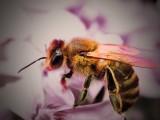 Méh | macro