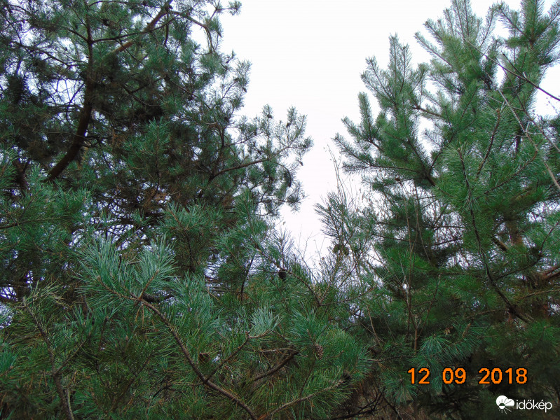 Csodásan zöldellő erdei fenyők :)