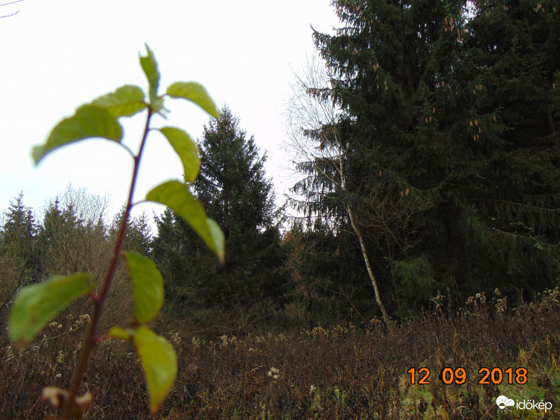 Ő még nem hullatta le a szépséges zöld leveleit :)