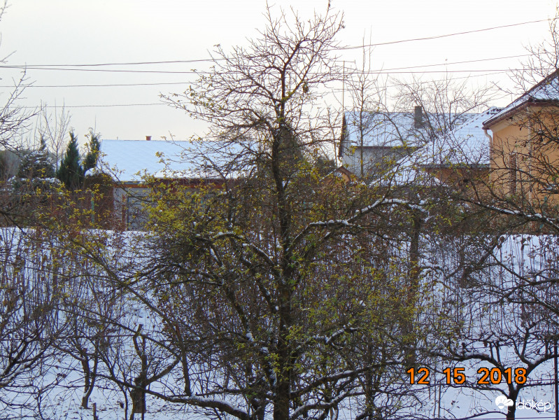 November eleji szilvafa hajtások december közepén.